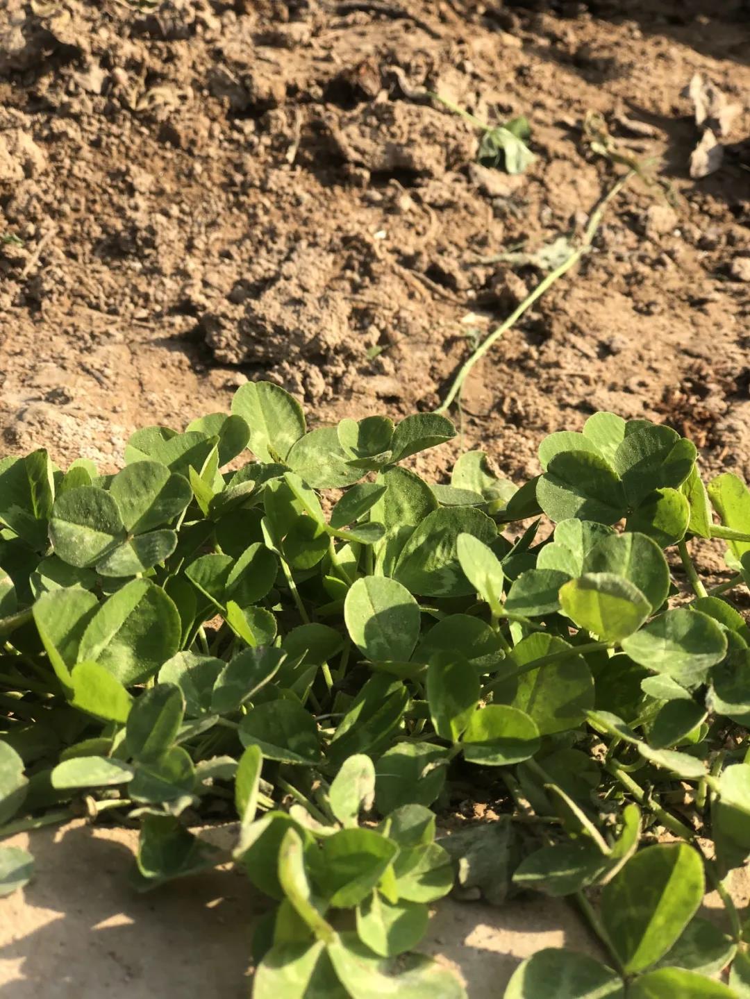 1588928326463581.jpg 微信图片_20200508164621.jpg