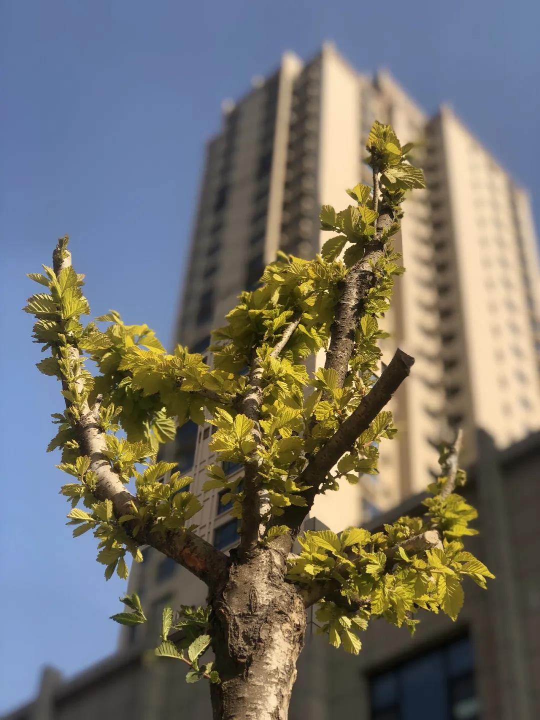 1588928366988709.jpg 微信图片_20200508164625.jpg